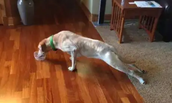 狗狗挠地板是什么原因？遇到这种情况要上心