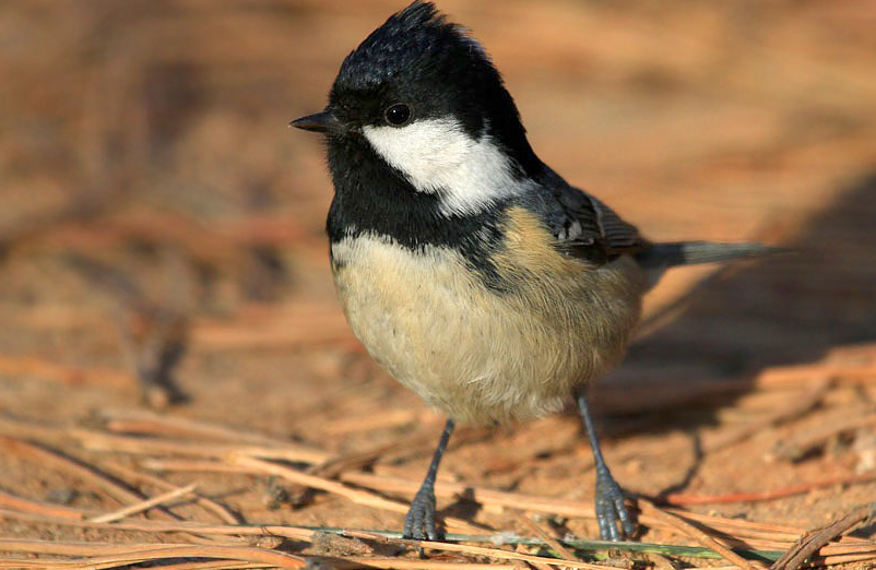 宠物问答：煤山雀多少钱？