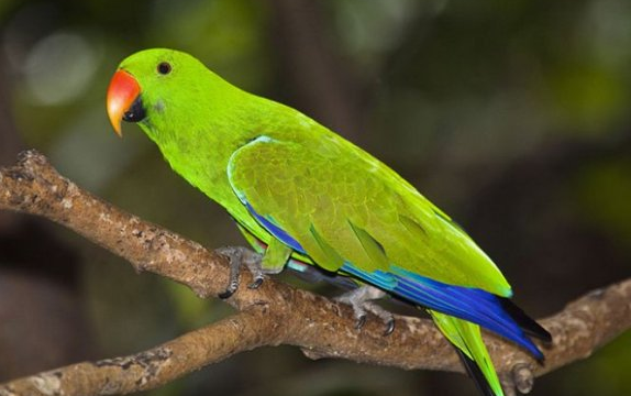 折衷鹦鹉脚都很烫吗？来了解下吧