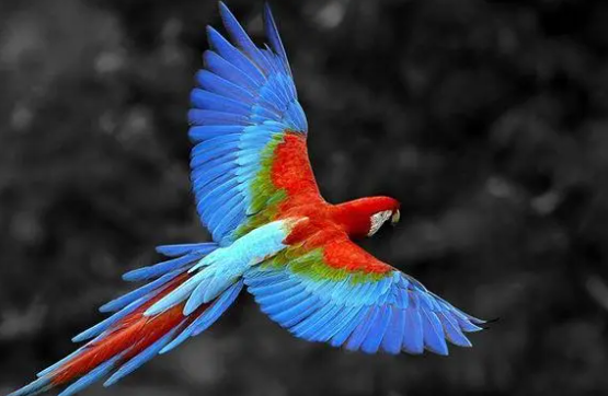 快来了解，绯红金刚鹦鹉好养吗？