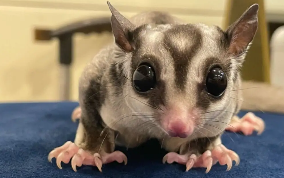 还有人还不知道蜜袋鼯和飞鼠的区别吗？