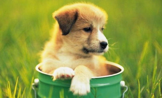 狗狗吃果根素副作用是什么？主人要来了解下