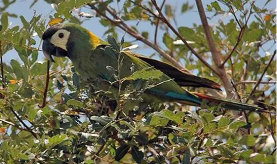 金领金刚鹦鹉多少钱一只？购买前最好了解一下