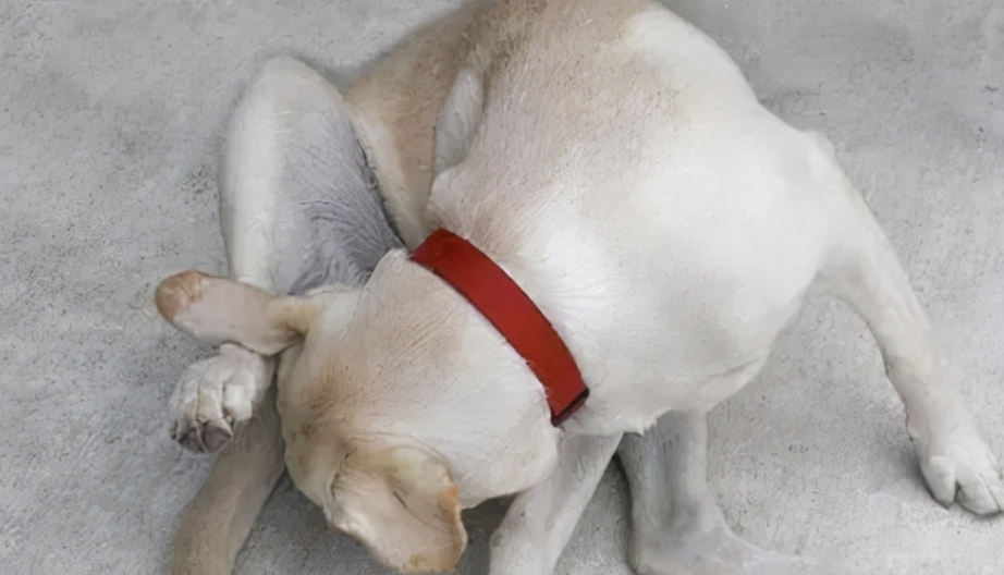 狗尿道口流白色分泌物的原因看这里! 狗尿道口流白色分泌物的原因看这里!