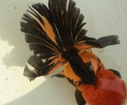 急!朱顶紫罗袍“生崽”怎么办?快进来看看 急!朱顶紫罗袍“生崽”怎么办?快进来看看