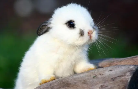 兔子丢了会躲在哪里，这里可帮你解惑！