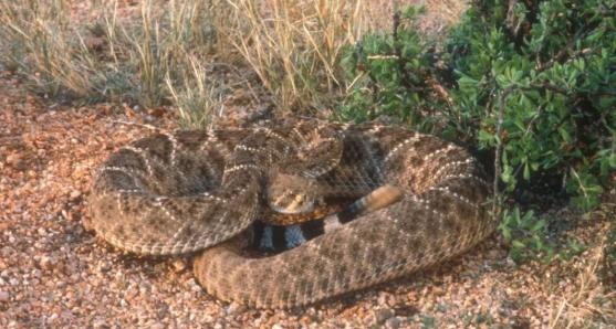 响尾蛇毒性有多大?看完你还敢随意接触吗? 响尾蛇毒性有多大?看完你还敢随意接触吗?