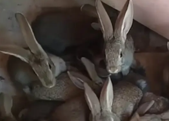 好奇，青紫蓝兔属于公羊兔吗？