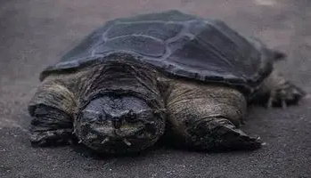 问：中美拟鳄龟好养吗？答：好养，新手也能驾驭！