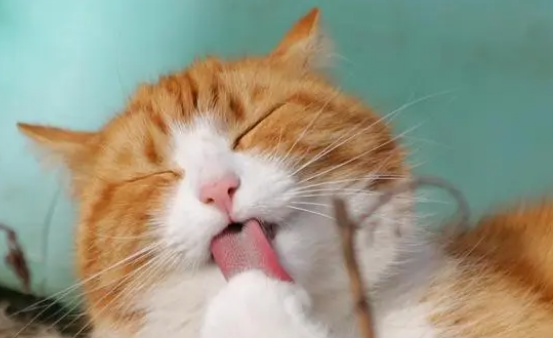 营养膏到底有没有用? 营养膏到底有没有用?