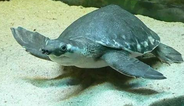 猪鼻龟20cm要长多久？养得越好长得越快