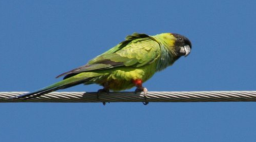 南达锥尾鹦鹉多少钱一只？你买贵了吗?