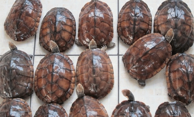 家养石金钱龟过冬要这样做才可以