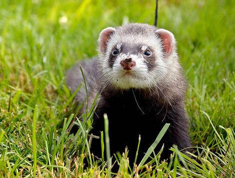 宠物貂适合家养吗？看完，你就知道了