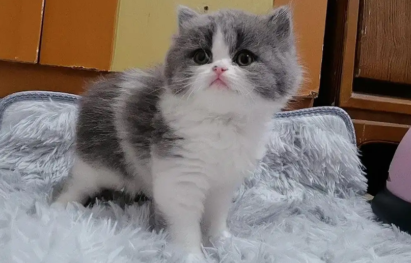 猫咪不让你抱着睡，是什么原因呢？