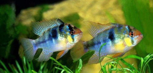 鱼缸水质怎么调节？做好这些事情，你的鱼缸水质一定不赖！