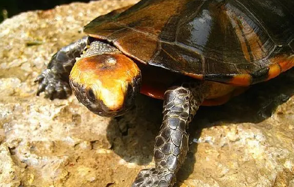 你们说，红头扁龟饲养温度是多少？