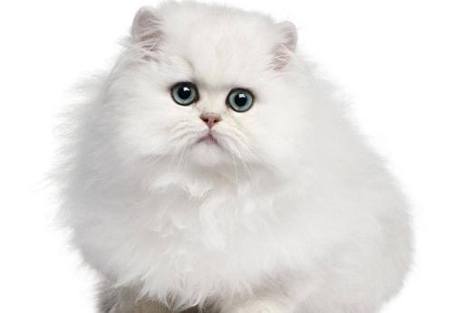 英短蓝猫幼猫如何挑选，这个方法一定要学~