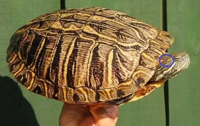 亚马逊彩龟冬眠吗?要做好准备了 亚马逊彩龟冬眠吗?要做好准备了