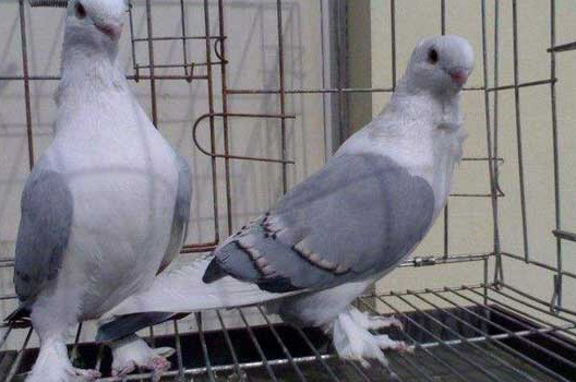 咕噜咕噜的的鹦鹉鸽，你见过吗？