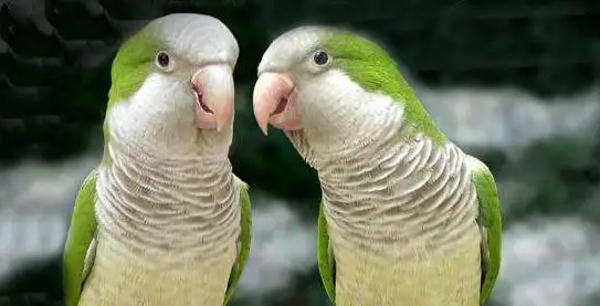 和尚鹦鹉吵吗？一起来了解下