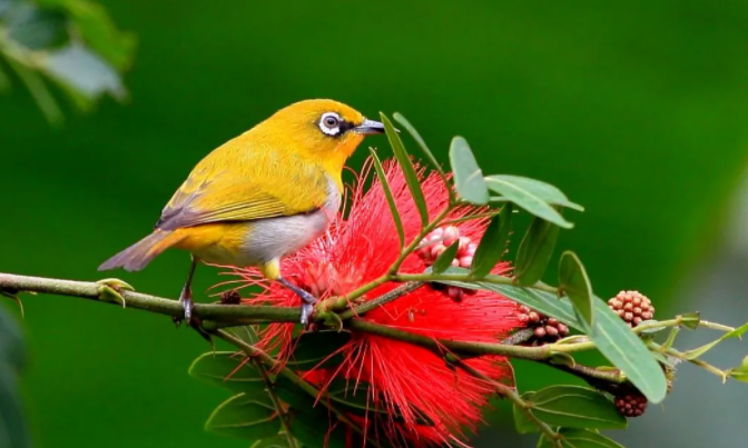 绣眼鸟的寿命，你知道有多久吗？