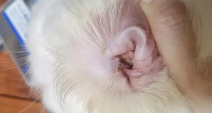 掌握猫咪耳螨的治疗方法，三周即可痊愈