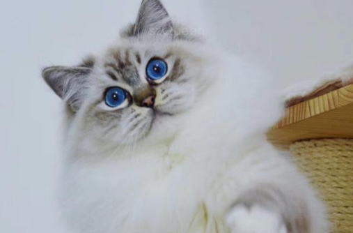 知道布偶眼睛蓝度分级是怎么区分的吗？感兴趣的可以了解一下~