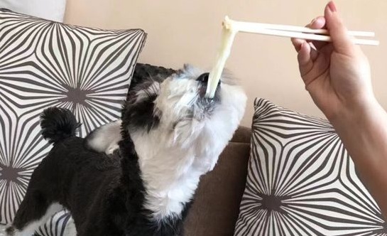 狗狗可以吃白水煮面条吗？看完你就知道了