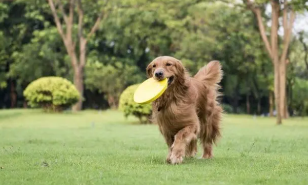 想和狗狗玩飞盘狗狗老是拒绝怎么办？教大家一招