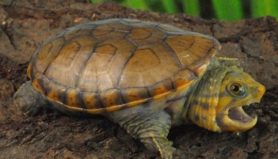 瓦哈卡泥龟要加温吗？细节决定成败！