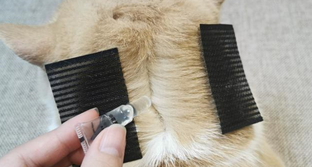 宠物怎么驱虫之小狗驱虫，一篇看懂狗狗驱虫、宠物体外驱虫！