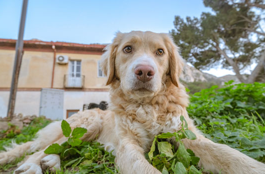 纠结养不养金毛？给你个不养它理由~