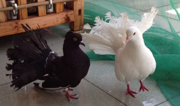 孔雀鸽多少钱一只?想了解的朋友看过来 孔雀鸽多少钱一只?想了解的朋友看过来