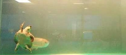 家庭养鱼造成鱼缸水白浊的原因以及处理办法