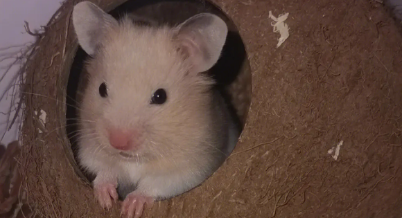 仓鼠身上有跳蚤怎么办？可以采取下面几种措施