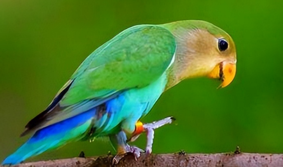 养宠分享：鹦鹉奶粉推荐