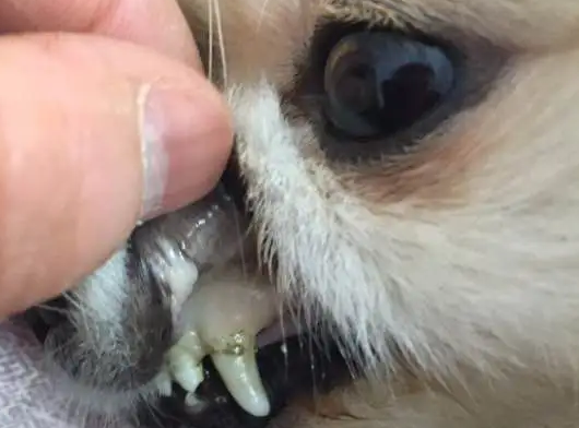 狗得焦虫病是怎么治疗？试试这几个办法