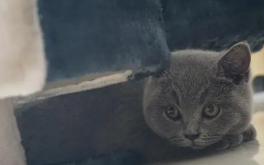 宠物猫咪寄养需要注意什么？