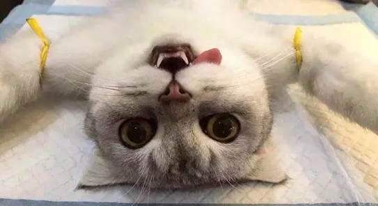 一文帮你解答公猫绝育的利弊！