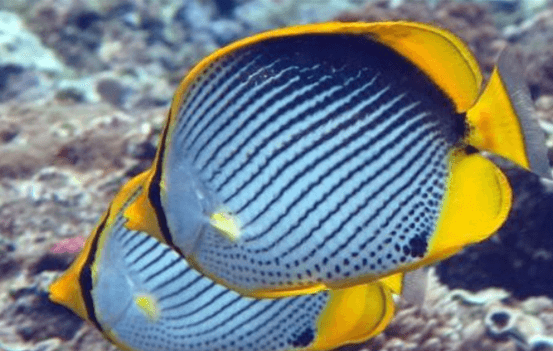 一文教你解决黑背蝴蝶鱼的常见疾病~ 一文教你解决黑背蝴蝶鱼的常见疾病~