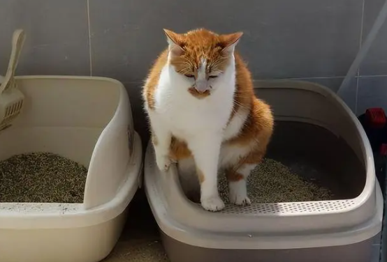 饲主教你:猫咪不会埋屎怎么办? 饲主教你:猫咪不会埋屎怎么办?