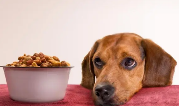 宠物食物过敏的原因是什么?怎么解决? 宠物食物过敏的原因是什么?怎么解决?