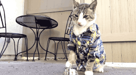 猫咪长期吃同一款猫粮好,还是定期更换好? 猫咪长期吃同一款猫粮好,还是定期更换好?