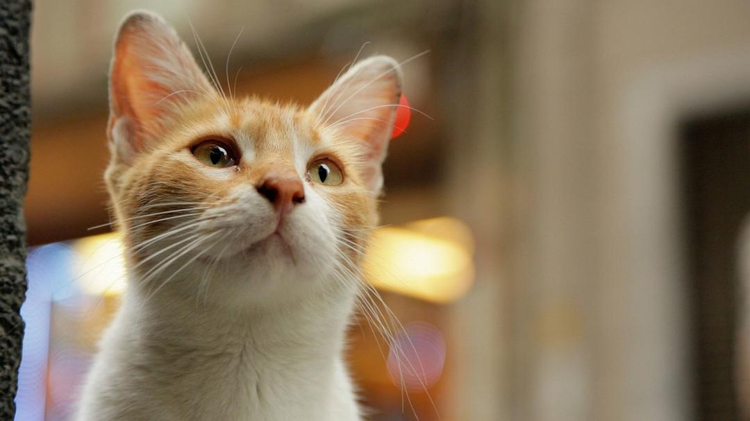 爱猫之城(2016)的剧照 爱猫之城(2016)的剧照