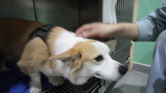 狗狗寄养会不会想主人？来看看吧。