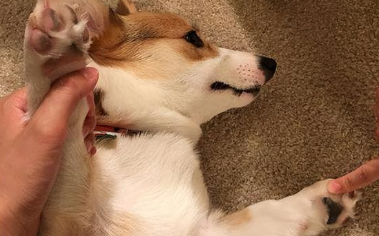 狗狗身上痒用盐水擦可以吗？来了解下吧