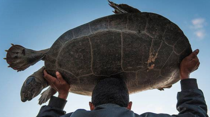 巨型侧颈龟如何饲养？掌握这些方法才能养好