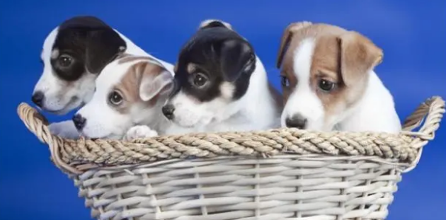 给小狗一个新窝,怎么让它开心接受,这也是需要技巧的 给小狗一个新窝,怎么让它开心接受,这也是需要技巧的