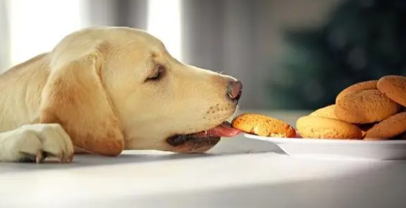 狗狗零食方面有哪些注意和选择?来看看吧 狗狗零食方面有哪些注意和选择?来看看吧